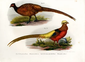 Fagiano Comune, 1864